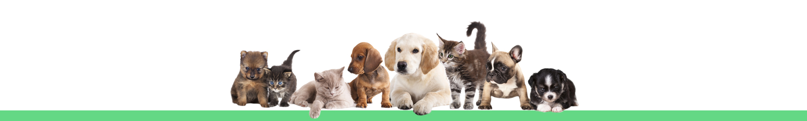 cats and dogs