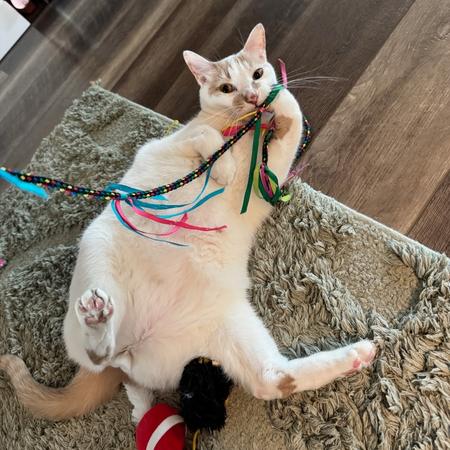 a white cat playing with a toy.