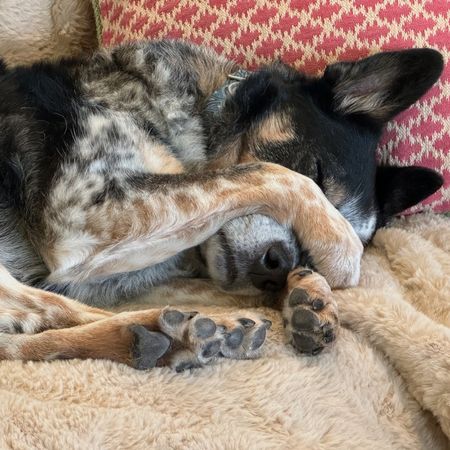 sleeping dog covering her eyes.