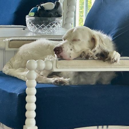 white dog sleeping in a blue chair.