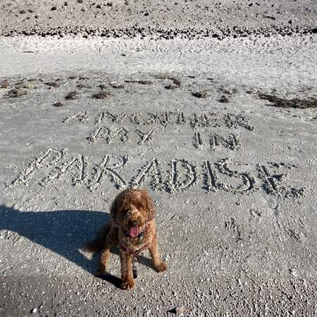 dog sitting on Sanibel Island beach